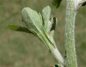  Stem and leaves white pannose 